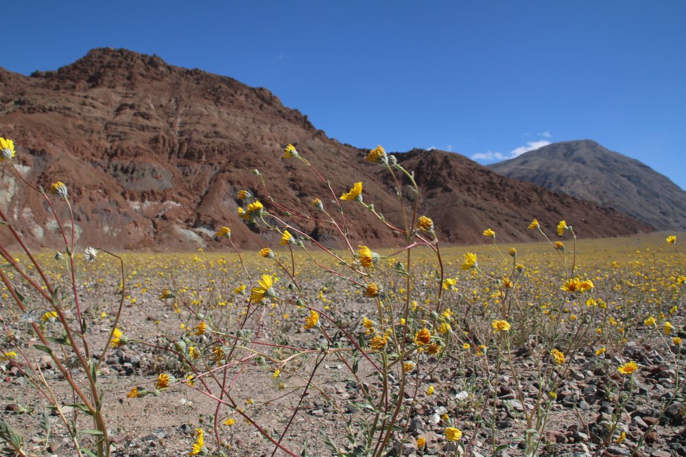 Yellow flowers during a superbloom are one of the things you can see on a Las Vegas to Death Valley day trip, if you're lucky.