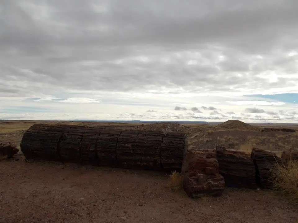 One of the National Parks near Las Vegas boasts petrified logs