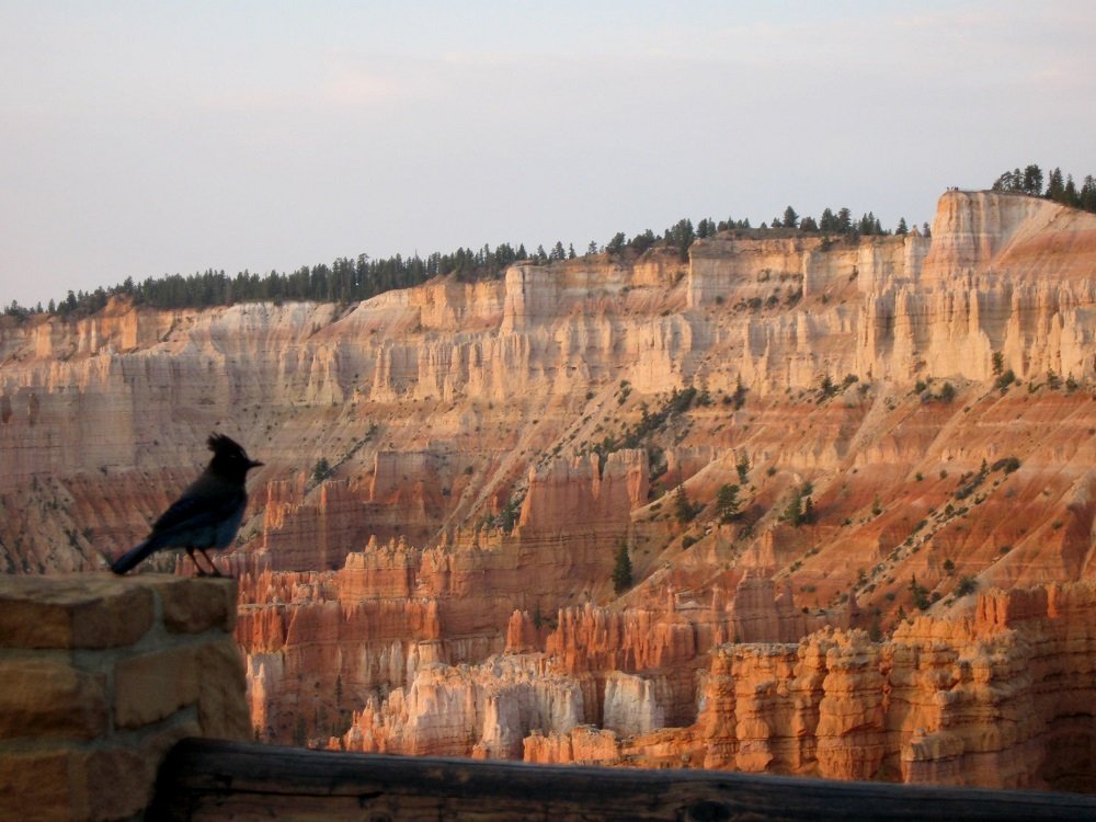 A bluebird sits at Navajo Point at Bryce Canyon, a National Park near Las Vegas