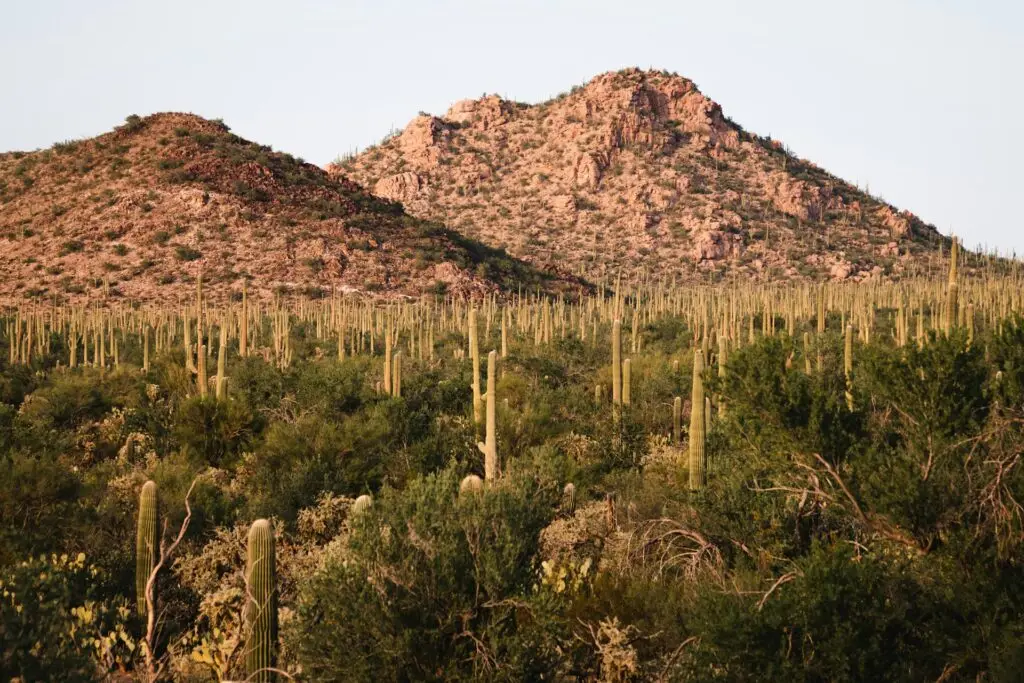 Saguaro National Park